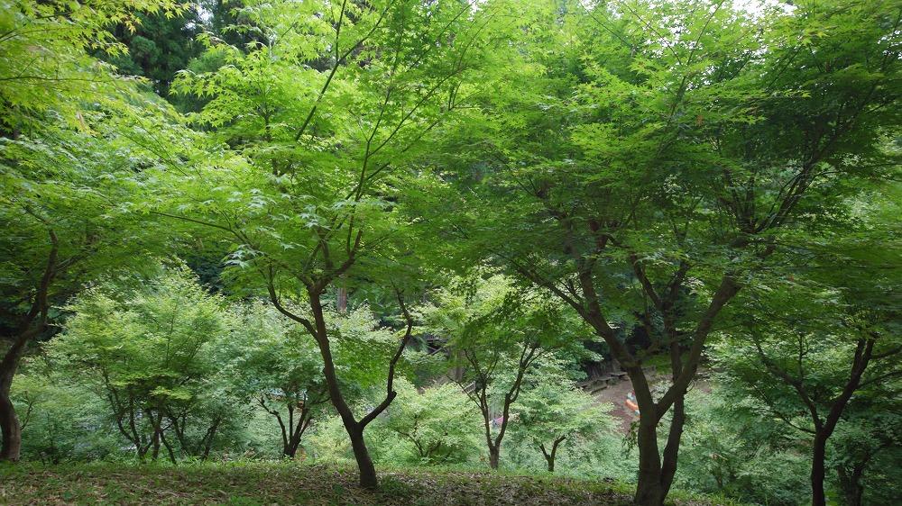 もみじ山