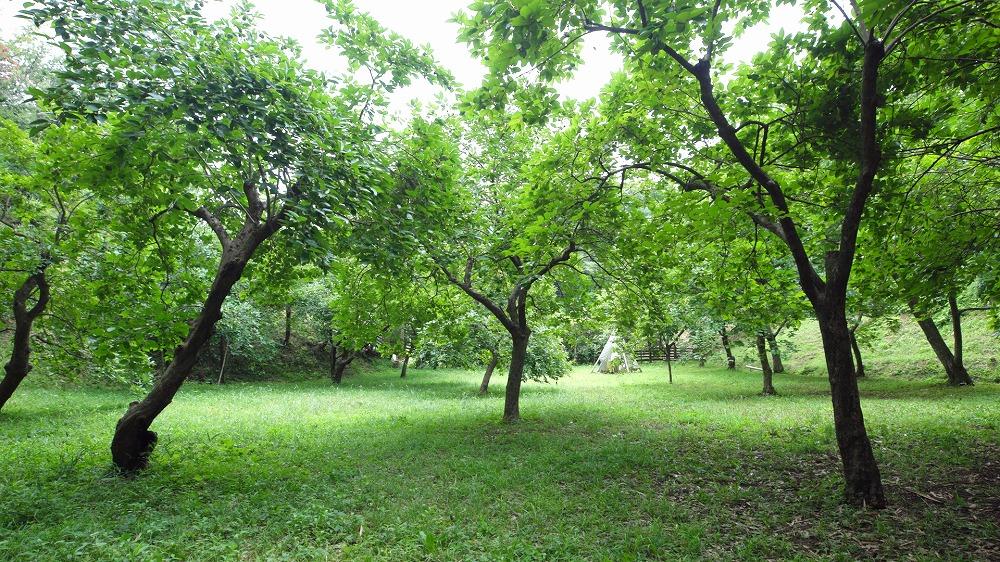 果樹園