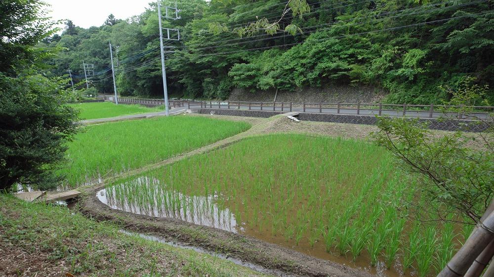 田んぼ
