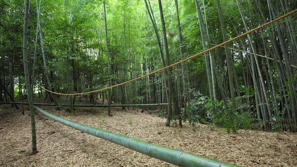 竹林